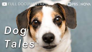 Dog Tales: How Dogs Became Man's Best Friend | Full Documentary | NOVA | PBS