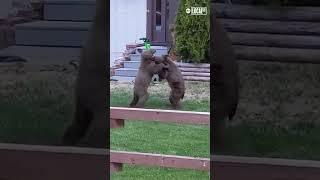 Bear cubs wrestle outside CA home