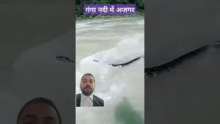 गंगा में सांप /River Rafting in Rishikesh/Snake in Ganga river #travel #adventure