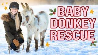 BABY DONKEY RESCUE