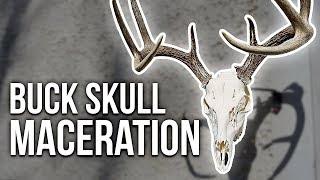 HOW TO CLEAN A DEER SKULL USING MACERATION!