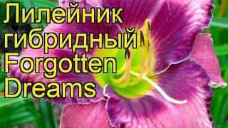 Лилейник гибридный Фоготтен Дримс. Краткий обзор, описание hemerocallis Forgotten Dreams