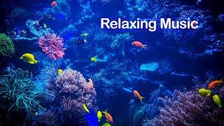 Aquarium Fishing 4k Video Background [ Relaxing Music No Copyright ]