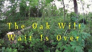 Oak Days Of Summer