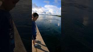 BEAUTIFUL ISLAND OF PALAU  #trendingshorts