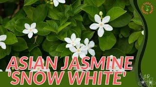 ASIAN JASMINE 'SNOW WHITE' Information and Growing Tips! (Wrightia antidysenterica)