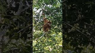 wait for it #orangutan #takeoff #evacuation #sumatra