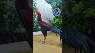 Bhupesh aseel !! New update