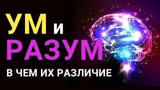 УМ и РАЗУМ  – в чём их разница? Чем отличаются эти понятия простыми словами