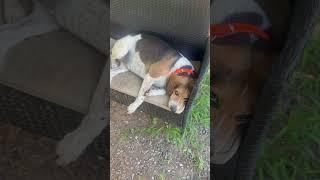 Lethargic Beagle#dogs#dogshorts#dogvideos