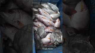 Fresh Red Snapper & Black Pomfret Auction in Indonesia Fish Market!  #satisfying #fishmarket