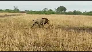 The king of the jungle meets the queen to have sex