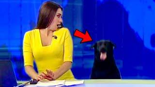 Best Animals News Bloopers Of The Decade