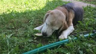 Usya eats some watermelon - Wednesdays with Animals