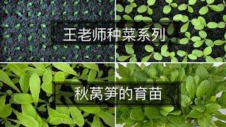 王老师种菜：秋莴笋的育苗