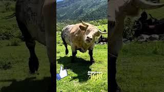 Touro bruto | Boi bruto | Touro brabo | Boi bravo | Touro | Boi | Bull
