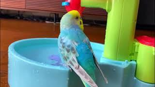 How to give a cute  budgie bath  #birds #viral #parakeet #parrot #shorts