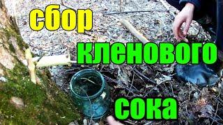 Как Собирать Кленовый Сок