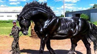 Top 10 Most Beautiful Horses in The World||Beautiful Horse By Clock Work