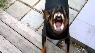 My barking Doberman :)