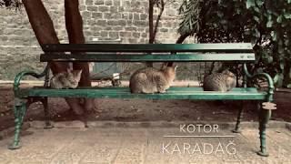 Kotor'un Kedileri - Karadağ (Cats of Kotor - Montenegro)