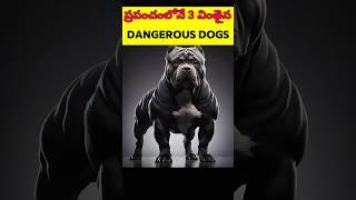 ప్రపంచంలోనే 3 వింతైన DANGEROUS DOGS చూడండి | intresting facts in telugu| #shorts #facts