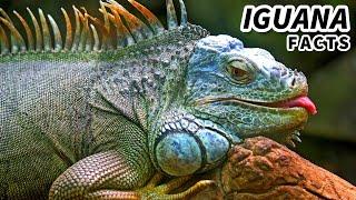 Green Iguana Facts: aka the ORANGE IGUANA | Animal Fact Files