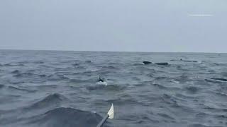 Hundreds of whales surround rower in Atlantic Ocean