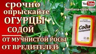 ОБРАБОТКА ОГУРЦОВ СОДОЙ с АСПИРИНОМ,с ЯНТАРНОЙ КИСЛОТОЙ  от МУЧНИСТОЙ РОСЫ ,ОТ ГНИЛИ ОТ ВРЕДИТЕЛЕЙ