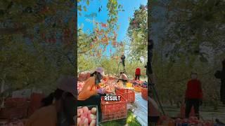 The Secret to Perfect Red Apples #shorts #redapplesecret #jasfarm