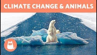 How CLIMATE CHANGE Affects ANIMALS ️ Causes and Solutions