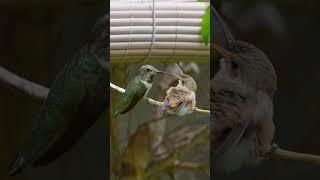 Olive feeling Daisy 7 days after she left the nest. #babyhummingbirds #hummingbirds #chicks #nest