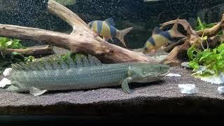 Big polypterus bichir lapradei (полиптерус) ест мойву