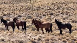 On our way home through Nevada…