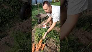 Огород без хлопот! В шоке от урожайности этого сорта моркови! Обязательно буду сеять в новом сезоне.