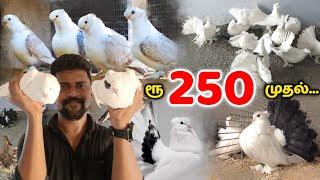 ரூ250 முதல்..Pigeon For Sales/Fancy Pura/Pigeon Price list/Nanga Romba Busy/NRB.