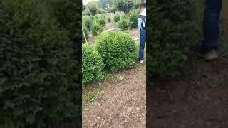 Trimming Round Ball Shape Plant Round Bushes with Bendable Electric Hedge Trimmer #Gardening#tools
