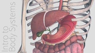 Introduction to the Digestive System -  Animated Tutorial | Complete Anatomy