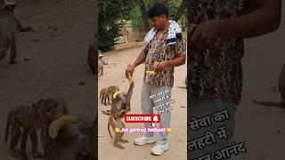 बंदर सेवा का तलहटी में अधभुत आनंद राधे राधे! #bhakti #bandar #seva #santseva #sant #ytshorts #radha