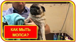 Постоянная проблема, как часто мыть мопса? #уходзамопсом