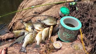 "Shellcracker Redear Bream Fishing Bait Challenge: Deep in the River Swamp Adventure!"