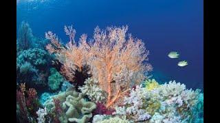 CORAL REEF : CORAL BLEACHING IN MALAYSIA