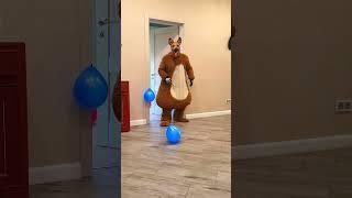 A big fat shaggy dog brings blue balloons