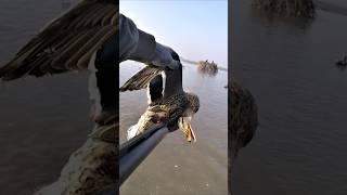 Mallard Hen #mallard #waterfowl #hunting