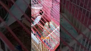 #parrot #talking #mithu #miya #yt_shorts #shorts #wajiddpvlogs