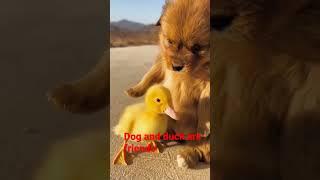 Dog and duck are friends #shorts