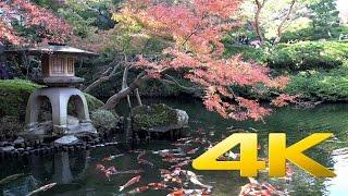 Koi Fish - 鯉 - 4K Ultra HD