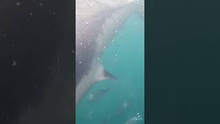 Male Great White Shark Comes Head On, Spot The Claspers