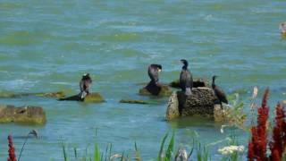 10 км водяного рая Коса между озером Сасык и Черным морем Одесская область Вилково Одесса