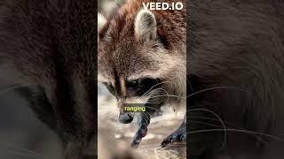 Uncover 5 Lovely Mystery Facts About Raccoon: Part 3 #shorts #viral #animals